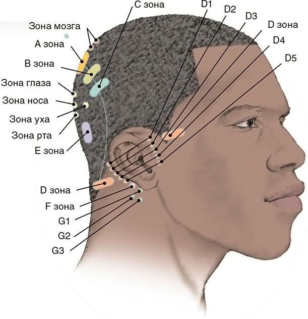 Где у человека лоб. Точки на голове. Точки акупунктуры на голове. Акупунктура на голове человека. Иглотерапия точки на голове.