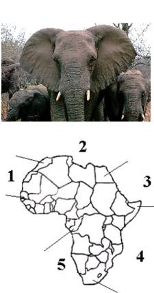 Ухо африканского слона. Уши африканского слона. Африканский слон форма ушей. Африканский слон строение. Африканские слоны уши.