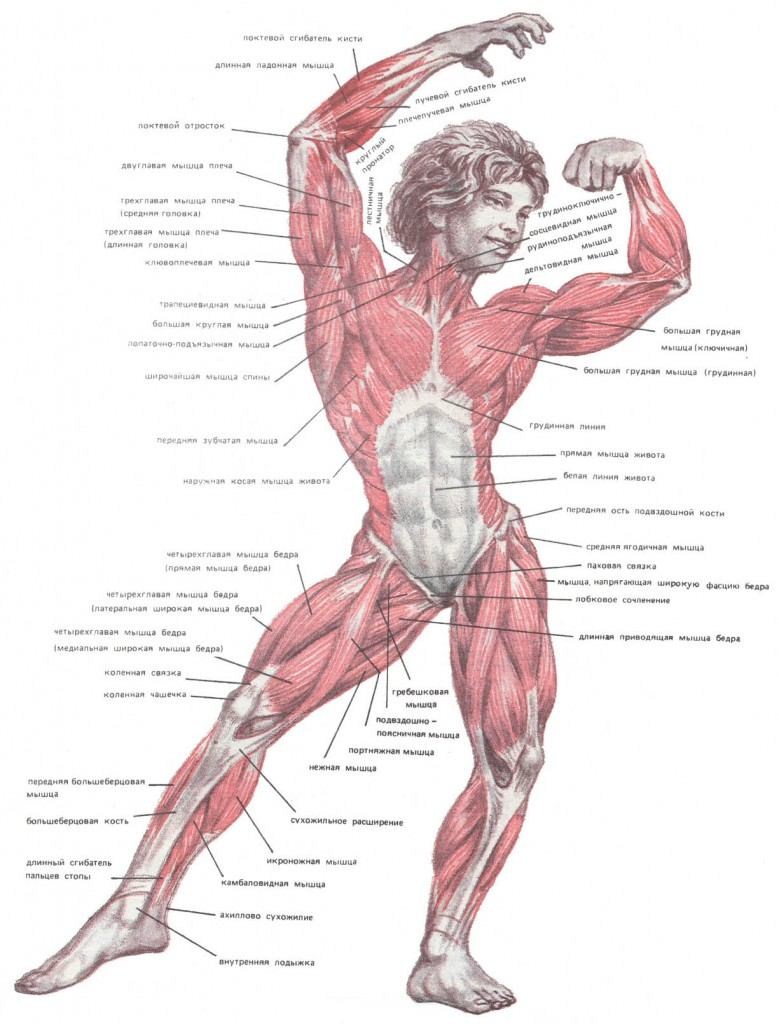Мышцы схема с названиями