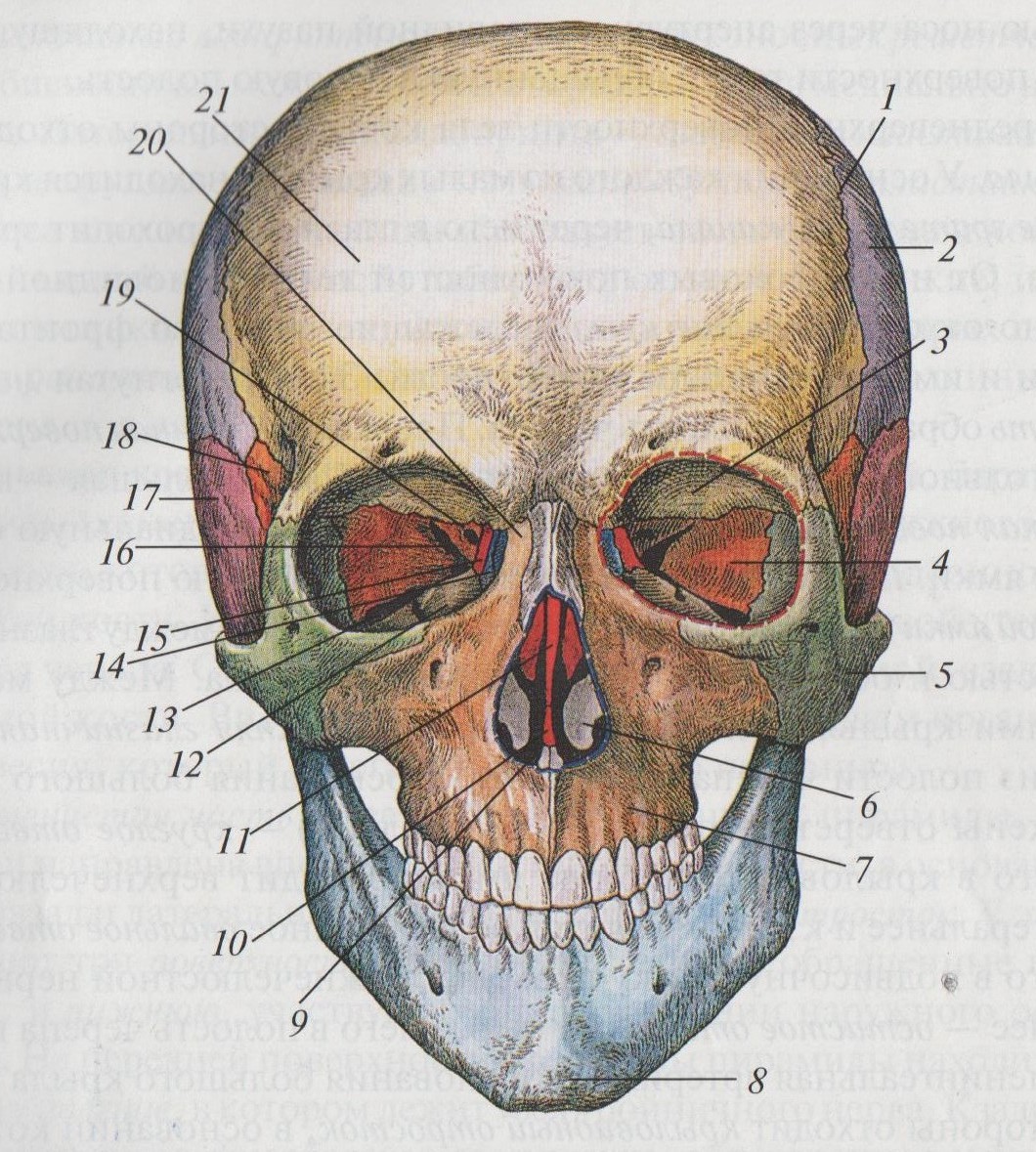 Кости черепа каждая кость. Решётчатая кость черепа. Кости черепа человека анатомия. Седловидная кость черепа. Клиновидная и решетчатая кости черепа.