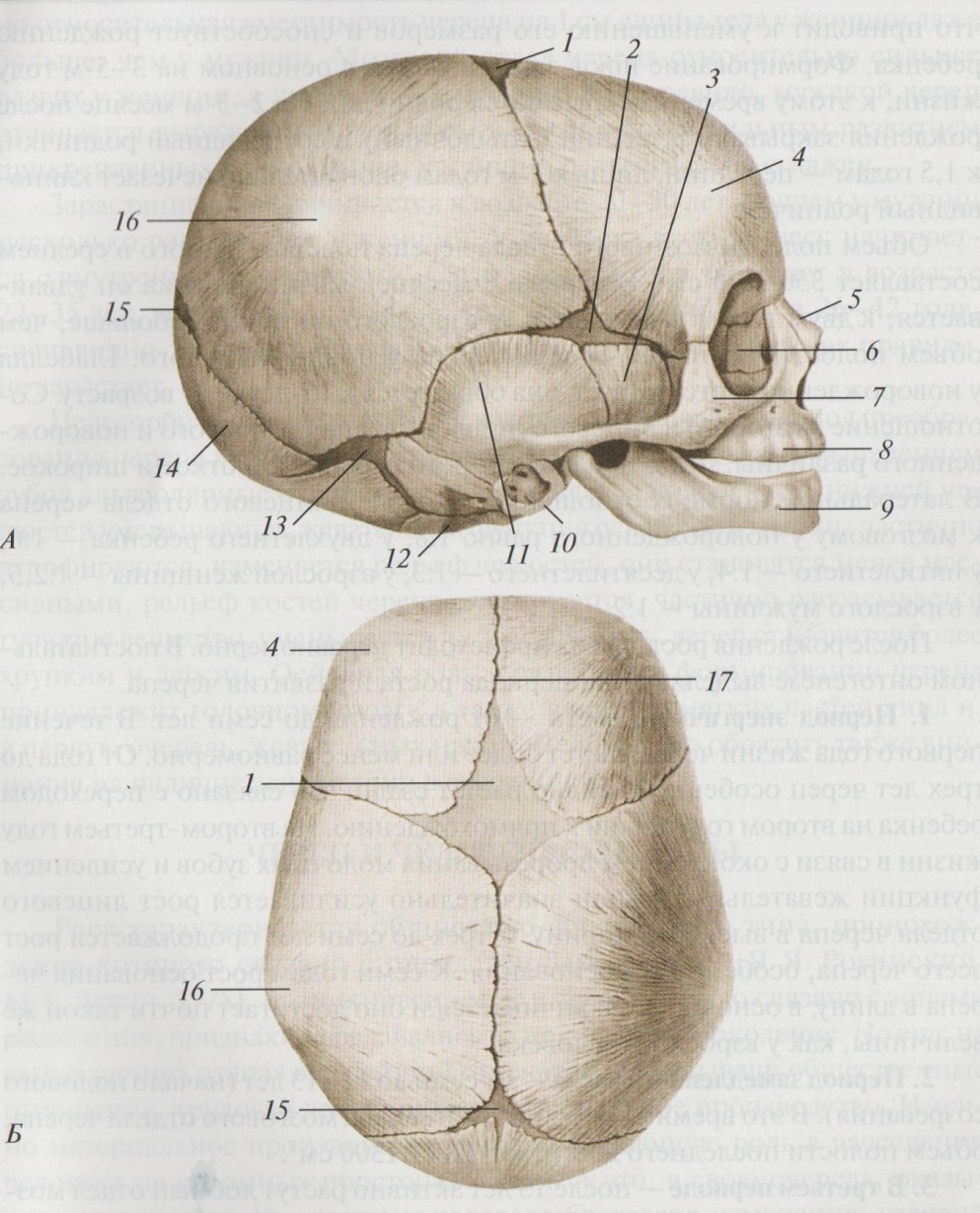 6 родничков. Роднички новорожденного анатомия черепа. Скелет головы швы черепа роднички. Череп человека сбоку Родничок. Роднички у новорожденных анатомия.