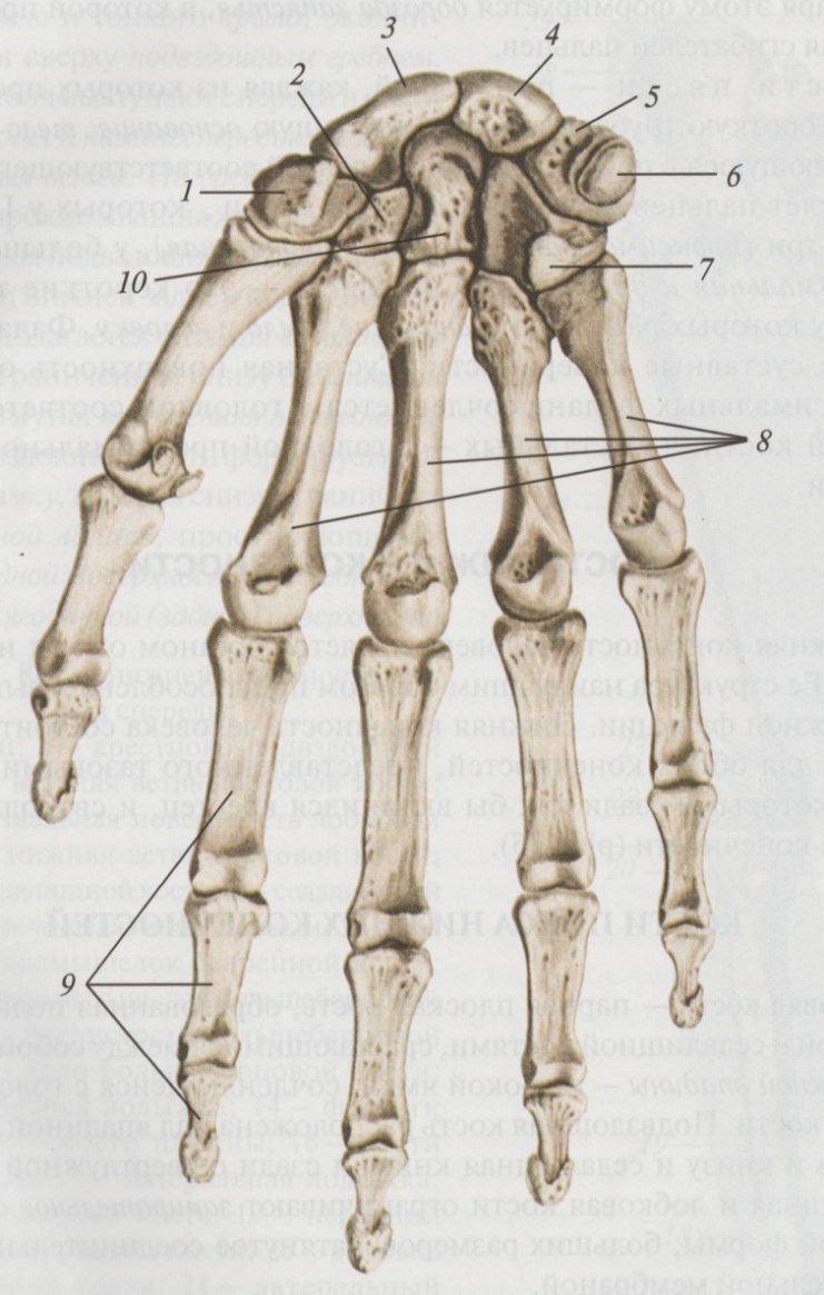 Кость запястья тип кости. Анатомия стопы кости гороховидная. Анатомия пясти человека. Скелет кисти руки человека анатомия. Строение костей кисти вид спереди.