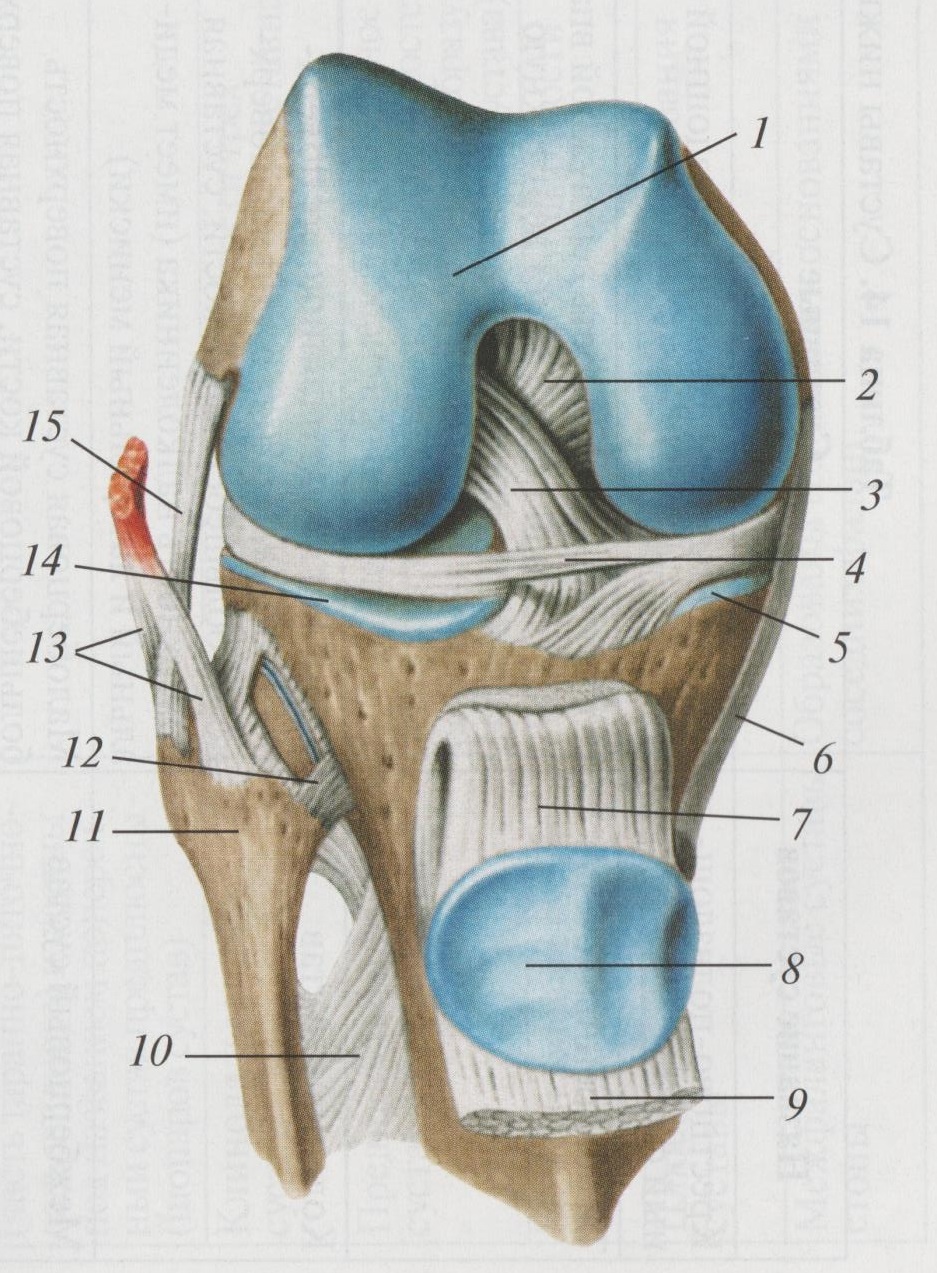Строение колена у человека. Коленный сустав анатомия связки надколенника. Коленный сустав вид спереди анатомия. Сухожилия коленного сустава анатомия. Коленный сустав анатомия суставная капсула.