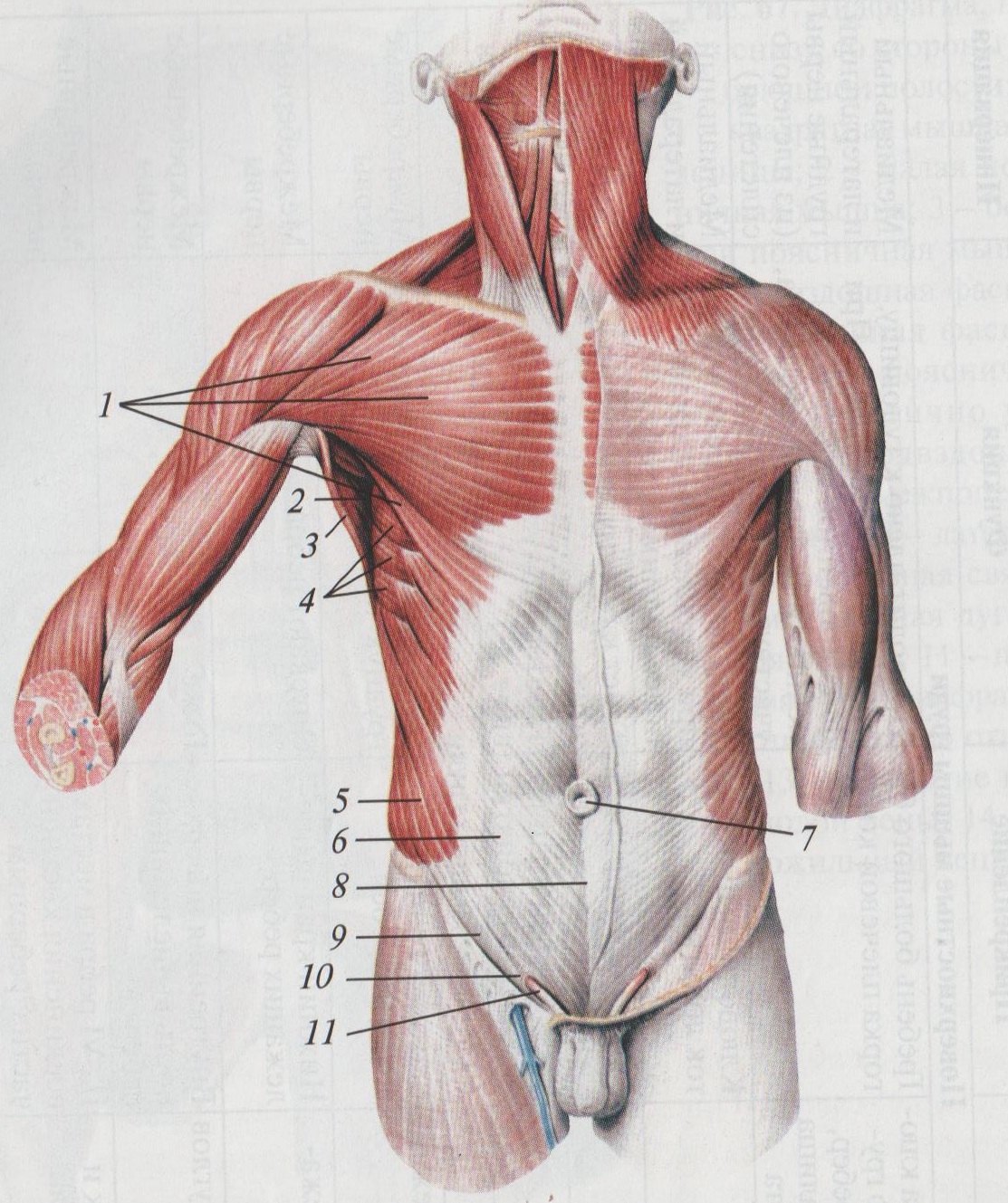 Части тела на груди. Большая грудная мышца m. pectoralis Major. Грудные мышцы анатомия Синельников. Мышцы грудной клетки и живота анатомия.
