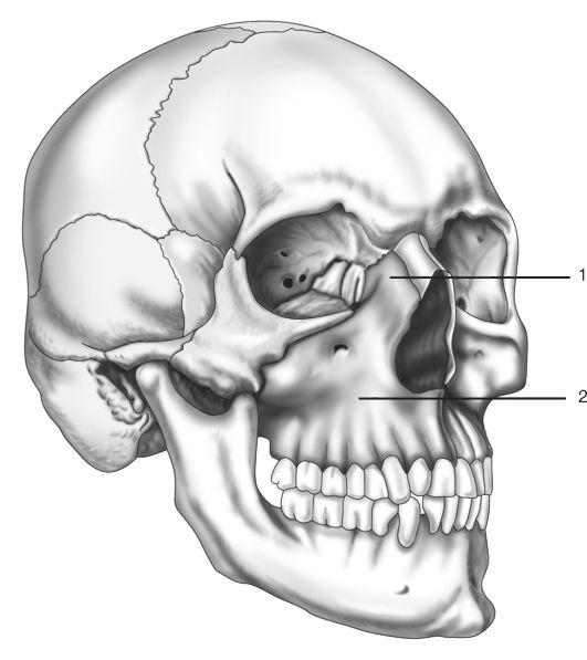 Клыковая ямка. Лобный отросток верхнечелюстной кости. Клыковая ямка верхней челюсти. Максилла верхняя челюсть. Лобный отросток верхней челюсти анатомия.