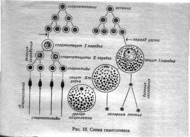 Клетку называют сперматоцитов ii порядка. Клетки сперматогенеза (незрелые клетки). Сперматогенез гистология. Клетки сперматогенеза в нативном препарате. Схема сперматогенеза гистология.
