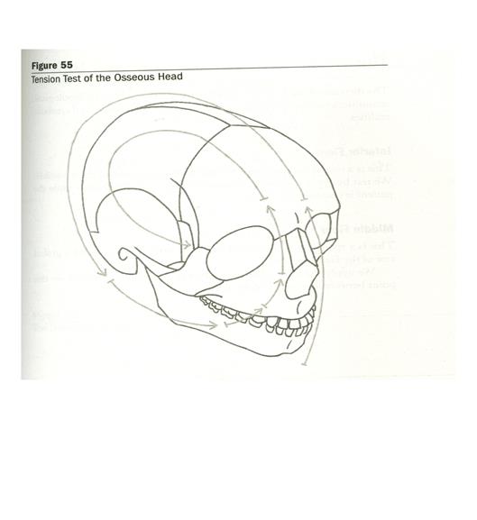 Череп тест с ответами. Проверочная работа череп человека. Психологический тест череп улитка карта. Краниальный вариант 2 fun face.