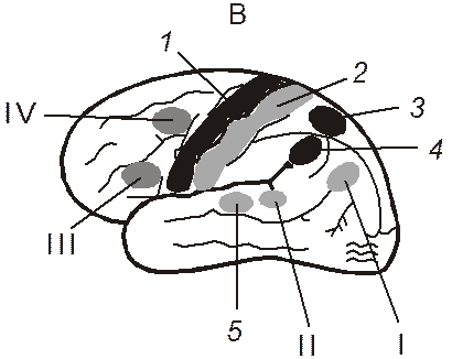 Сигнальная система головного мозга. Корковые центры 1 и 2 сигнальных систем схема. 1 Сигнальная система и 2 сигнальная. Головной мозг 1 сигнальной системы. Анализаторы 1 и 2 сигнальных систем коры.