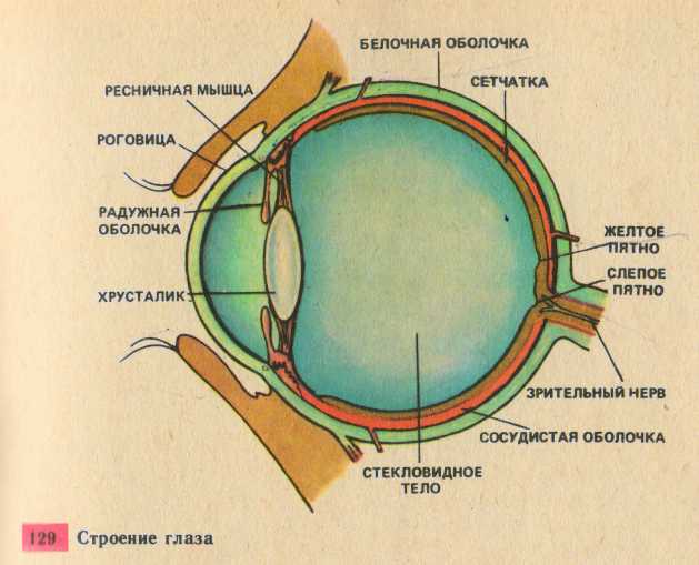 Где в органе зрения находится желтое. Белочная оболочка и сетчатка. Белочная оболочка глаза человека. Слепое пятно глаза анатомия. Строение глазного яблока слепое пятно.