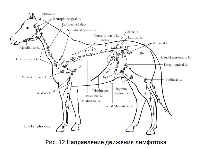 У собаки воспалились лимфоузлы. Лимфатические узлы лошади. Лимфатическая система собаки схема. Лимфатические узлы лошадь схема. Поверхностный шейный лимфоузел лошади.