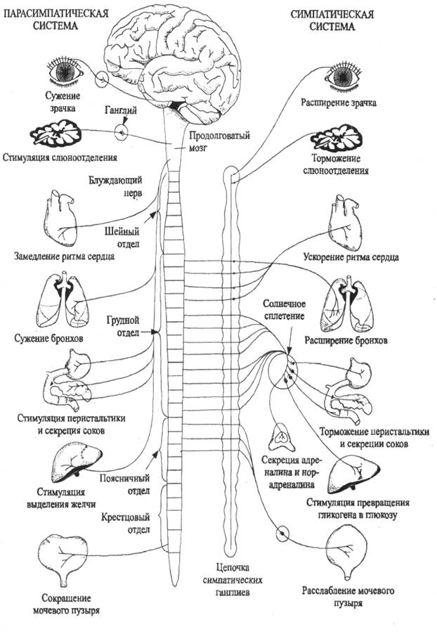 Нервы симпатического отдела. Симпатическая и парасимпатическая нервная система. Парасимпатическая система и симпатическая система. Парасимпатический отдел вегетативной нервной системы схема. Схема симпатического отдела нервной системы.