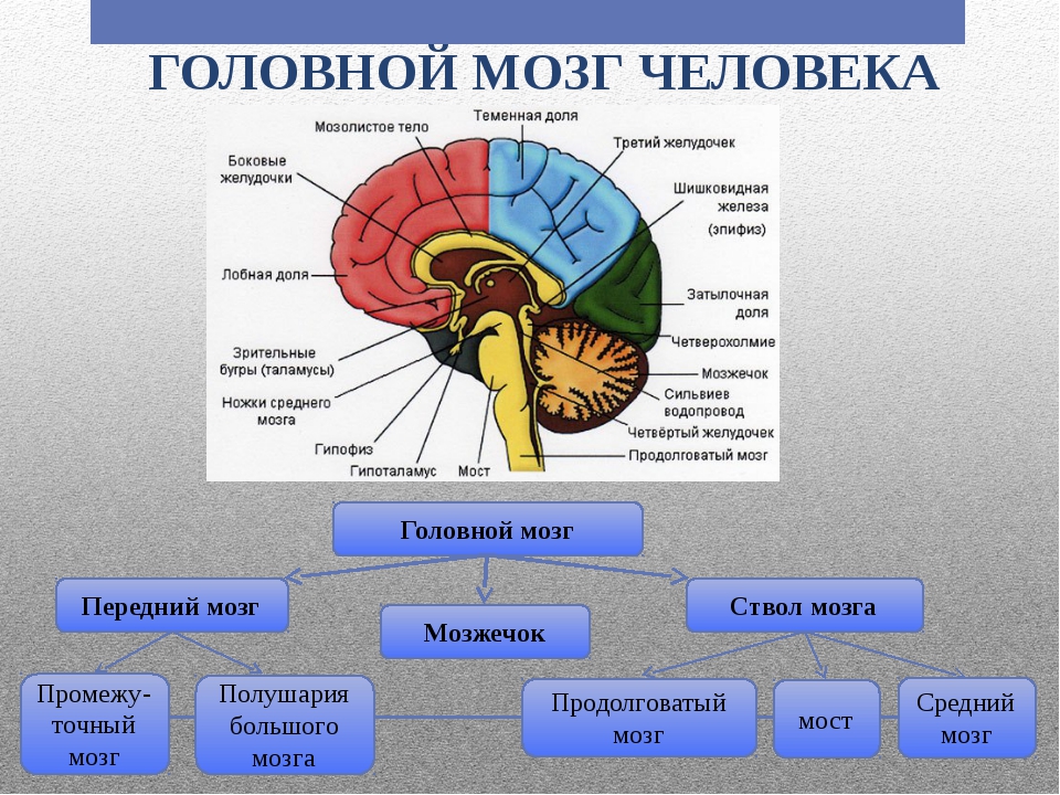 Виды мозга. Схема основных отделов головного мозга. Строение головного мозга строение головного мозга. Отделы головного мозга биология 8 класс. Рис 80 отделы головного мозга.
