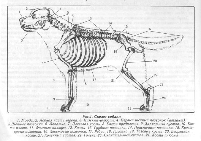 Скелет конечностей собаки