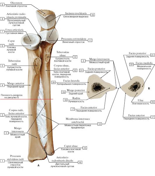 Соединения локтевой кости. Локтевой сустав анатомия кость. Проксимальный лучелоктевой сустав. Лучевая кость и локтевая кость анатомия. Межкостная мембрана предплечья латынь.