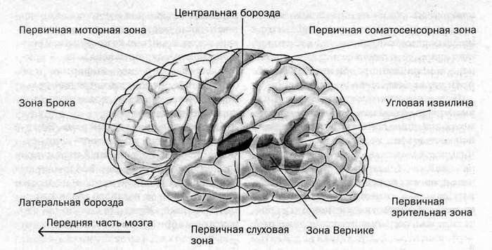 Слуховая зона мозга расположена. Слуховая зона коры головного мозга.