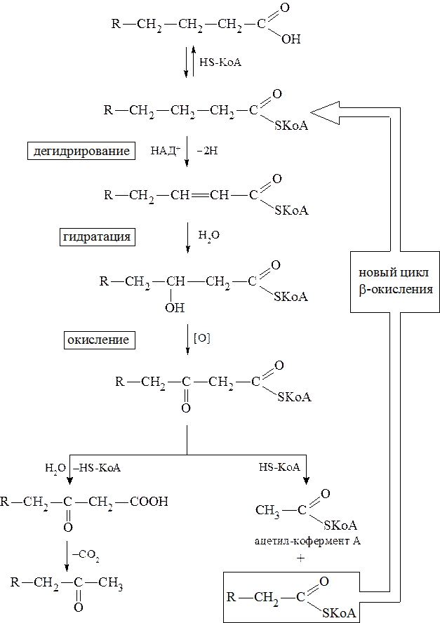 Схема бета окисления жирных кислот. Бета окисление жирных кислот 1 цикл. Β-окисление жирных кислот этапы. Схемы реакции β-окисления жирной кислоты. Реакции бета окисления