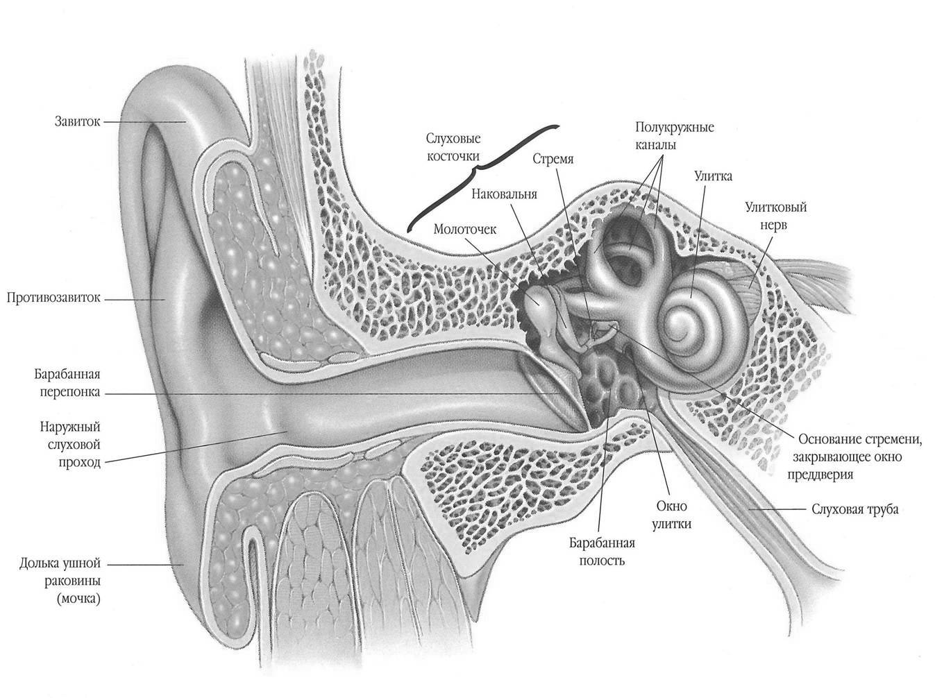 Орган слуха слуховая труба. Ушная раковина строение внутри. Слуховая сенсорная система состоит из 3 отделов. Строение уха в разрезе. Анатомия ушной раковины внутри.