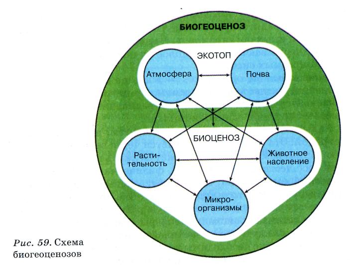 Взаимодействие данных природных компонентов между собой. Схеме структуры биогеоценоза (экосистемы):. Схема взаимосвязи в биогеоценозе. Структура экологической системы схема. Экологическая структура биоценоза схема.