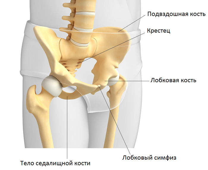 Лобковая и седалищная кости полуподвижные. Лонная кость тазобедренного сустава. Кости таза лонная кость анатомия. Скелет тазобедренный сустав анатомия. Лобковая кость таза анатомия.