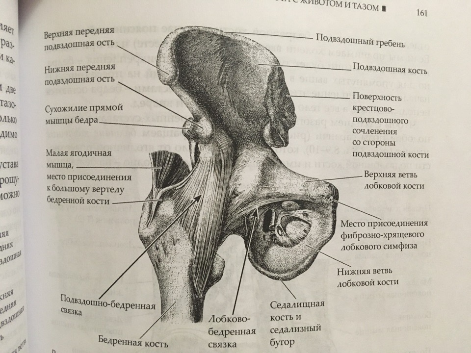 Ость подвздошной кости. Подвздошная кость рентген анатомия. Верхний гребень подвздошной кости. Передняя верхняя подвздошная ость.