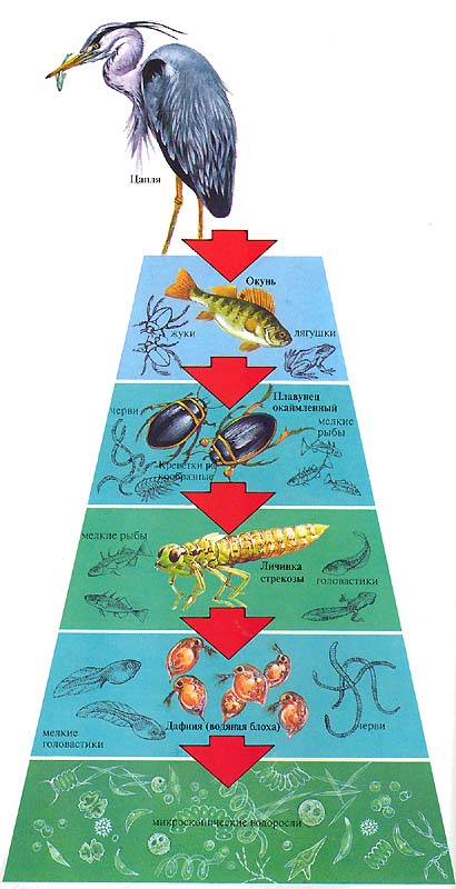 Схема трофической структуры водоема на примере обитателей пруда