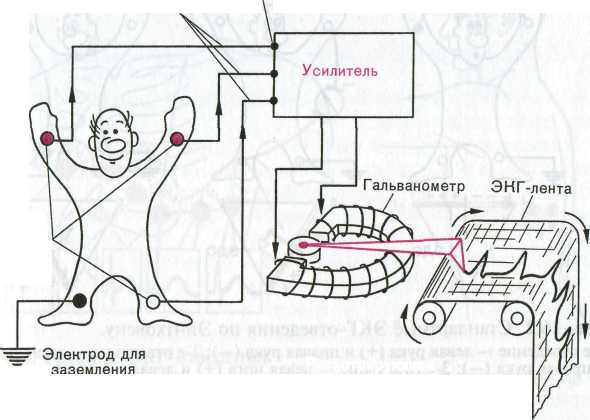 Изучение упрощенной схемы электрокардиографа