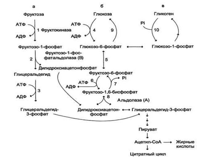 Превращение фруктозы. Гликолиз и цикл Кребса биохимия. Превращение глицеральдегид-3-фосфата в пируват. Расщепление Глюкозы в цикле Кребса. Энергетический обмен цикл Кребса.