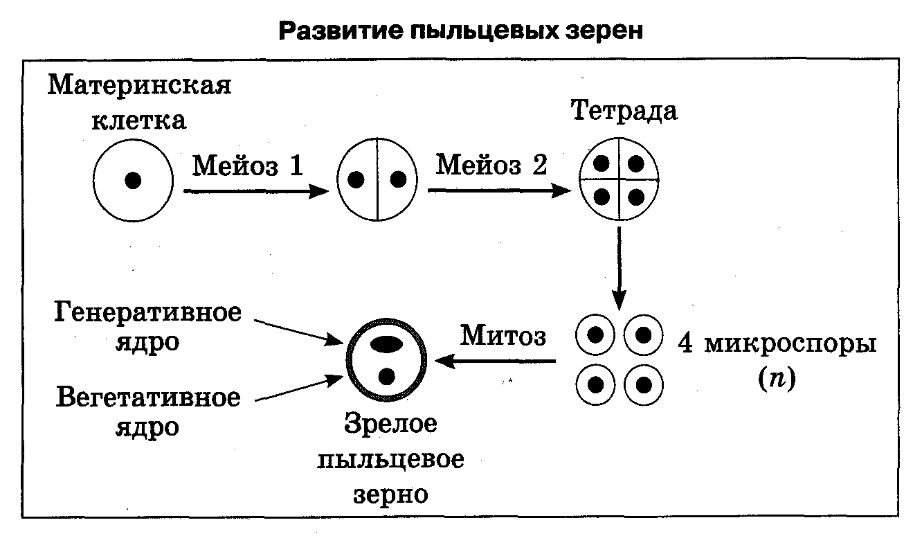 Назовите тип и фазу деления исходной гаплоидной клетки изображенный на схеме