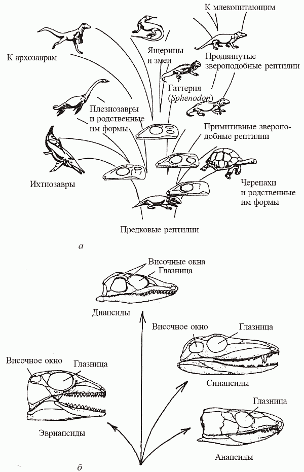 Развитие пресмыкающихся схема