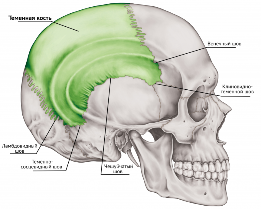 Соединение между лобной и теменной костями. Кости черепа теменная кость. Шов височная и теменная кость. Шов лобных костей черепа. Клиновидно теменной шов черепа.