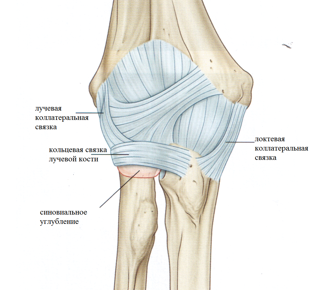 Связки локтя