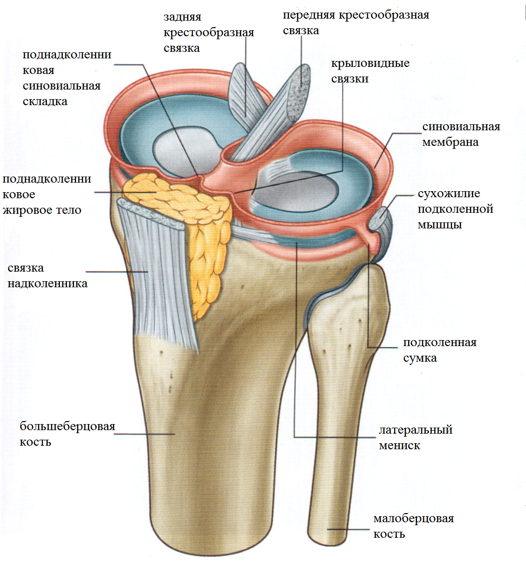 Капсула коленного сустава анатомия. Суставная капсула сустава. Суставная капсула плечевого сустава. Схема коленного сустава со связками.
