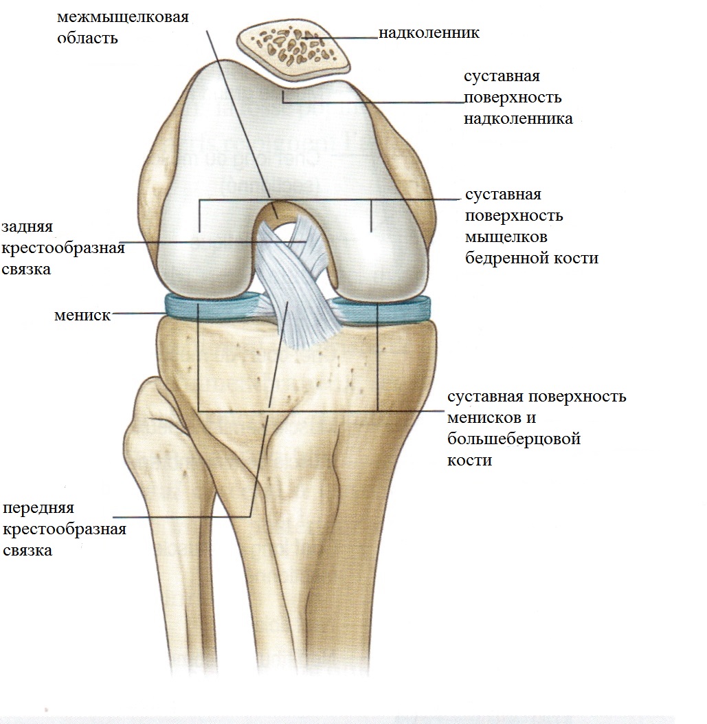 строение сустава фото