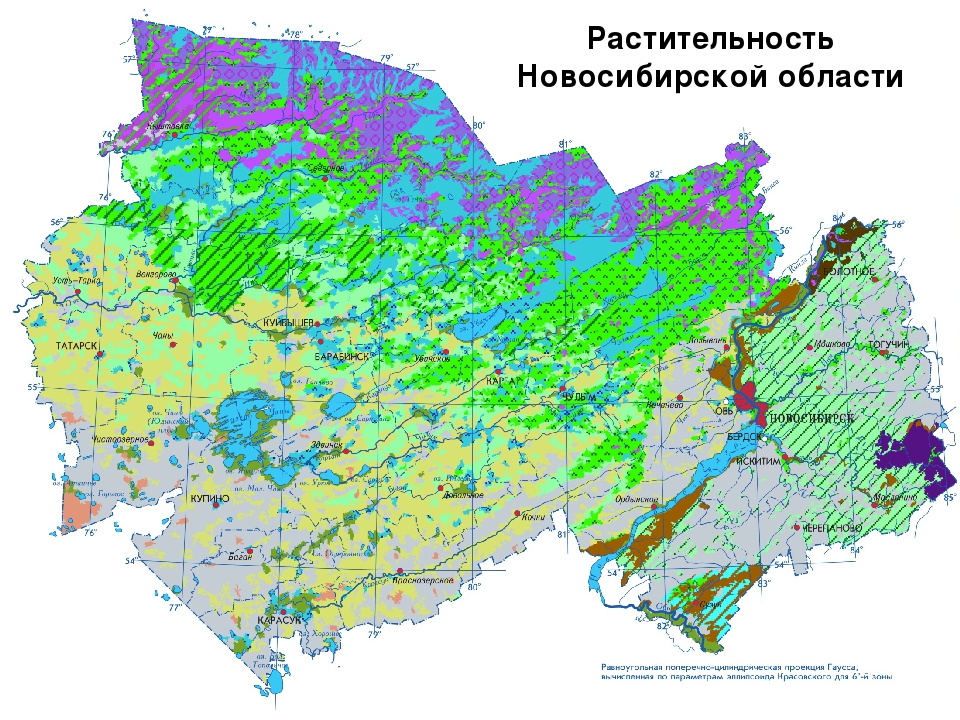 Климат новосибирска. Карта растительности Новосибирской области. Природные зоны НСО карта. Климатическая карта НСО. Карта лесов НСО.