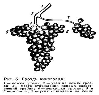 Схема строения винограда