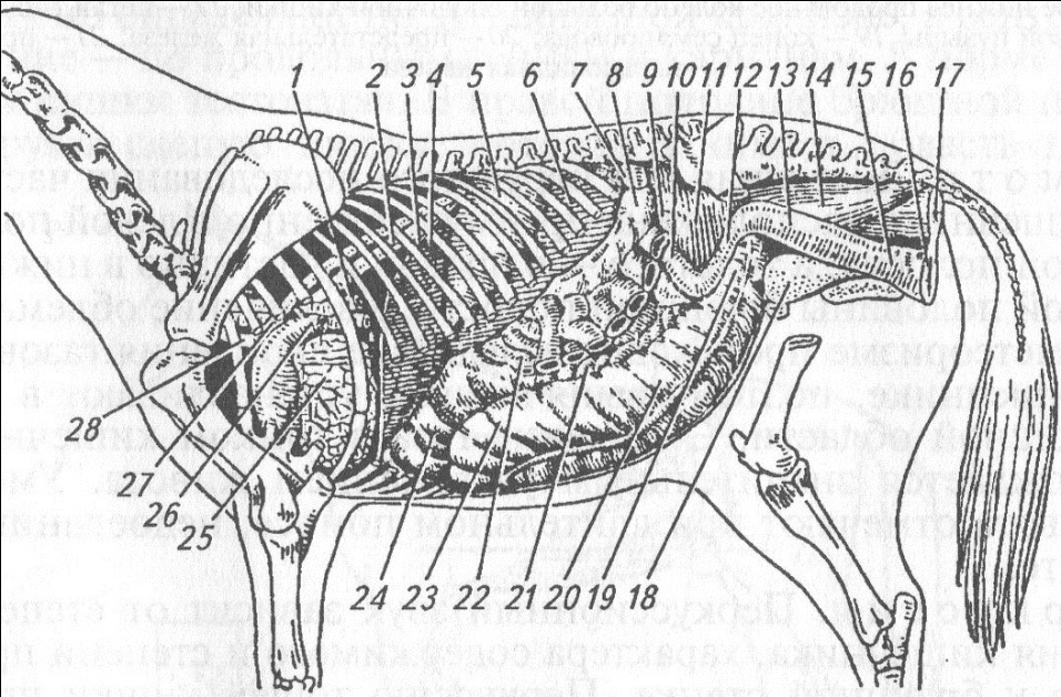 Пищевод собаки. Пищеварительная система лошади анатомия. Топография органов пищеварения у КРС. Пищеварительный тракт лошади. Топография пищеварительной системы лошади.