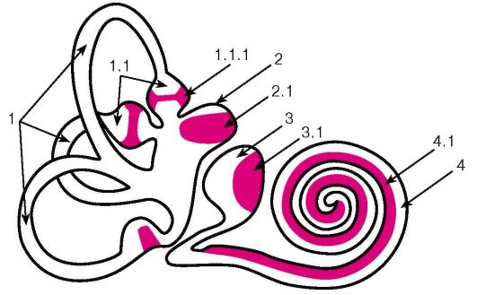 Строение слуховой улитки. Строение улитки внутреннего уха гистология. Орган слуха строение гистология. Улитка орган слуха гистология. Внутреннее ухо улитка гистология.