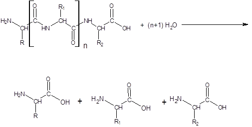 Гидролиз пептидной связи механизм. Гидролиз пептидных связей. Гидролиз пептидных связей фермента. Гидролиз пептидов.