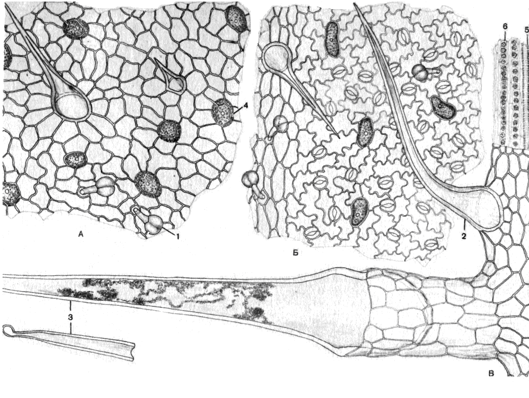 Строение волоска крапивы. Микроскопия листа крапивы двудомной. Микропрепарат листа крапивы. Микроскопический анализ листа крапивы двудомной. Микроскопия листа крапивы.