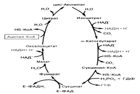 Цикл кребса в митохондриях. Декарбоксилирование ПВК И цикл Кребса. ЦТК биохимия схема. Окислительное декарбоксилирование цикл Кребса. Реакция окислительного декарбоксилирование цикл Кребса.