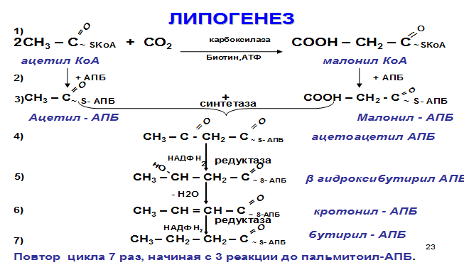 Синтез вжк. Синтез жирных кислот биохимия реакции. Синтез жирных кислот схема. Синтез жирных кислот из ацетил КОА. Синтез жирных кислот из ацетил КОА коферменты.