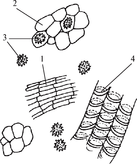 Микроскопический анализ лекарственного растительного. Микроскопия порошка корня Алтея. Микроскопия порошка корня солодки. Корень ревеня микроскопия.