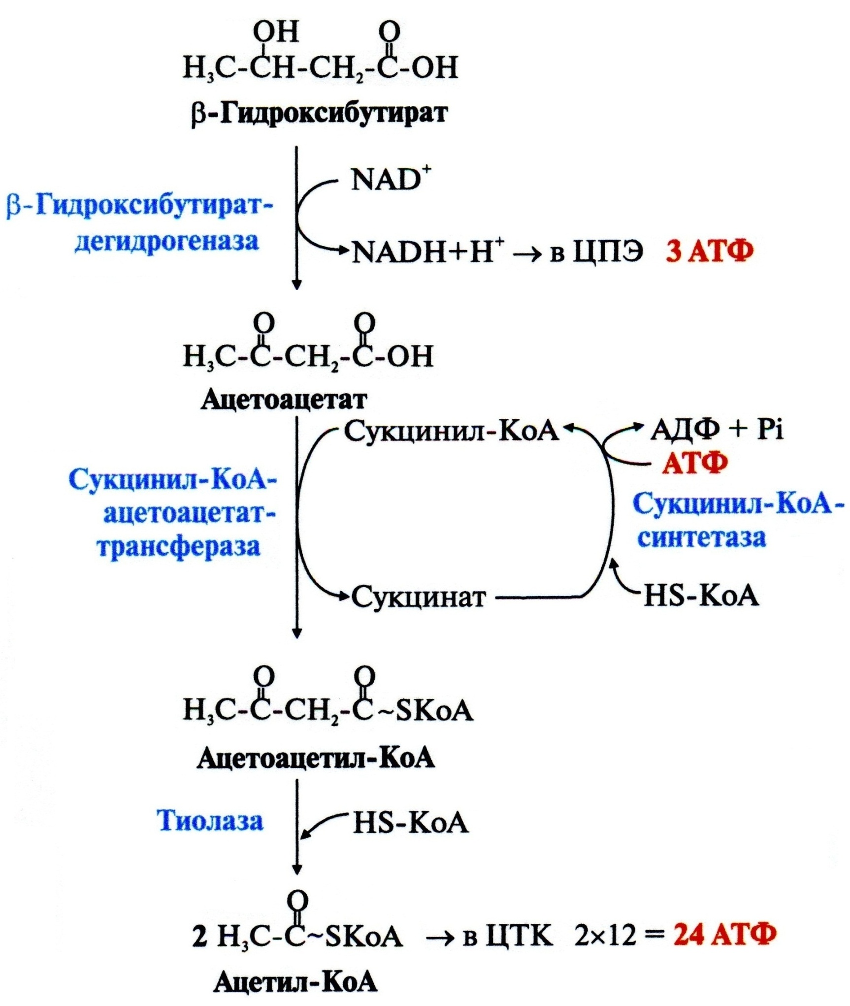 Атф синтезируется при окислении. Синтез кетоновых тел АТФ. Синтез бета гидроксибутирата. Синтез кетоновых тел биохимия. Схема синтеза кетоновых тел в биохимии.