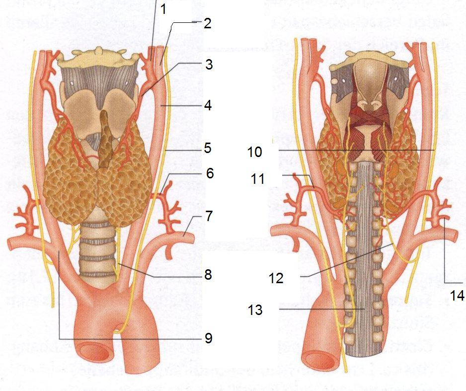 Нерв глотки. Анатомия гортани кровоснабжение и иннервация. Возвратные гортанные нервы анатомия. Возвратный нерв щитовидной железы. Возвратный гортанный нерв топография.