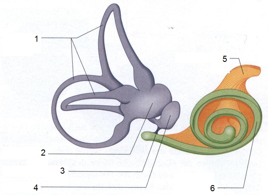 Три отдела внутреннего уха. Перепончатый Лабиринт внутреннего уха анатомия. Полукружные каналы анатомия внутреннее ухо. Перепончатый Лабиринт вестибулярного аппарата. Внутреннее ухо перепончатый Лабиринт.