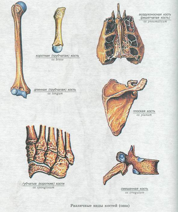 Тип губчатой кости. Кости трубчатые губчатые плоские смешанные. Трубчатые кости и губчатые кости. Классификация костей схема трубчатые губчатые плоские смешанные. Типы костей губчатые.