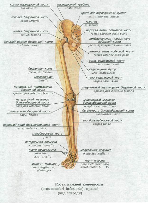 Анатомия нижней конечности человека. Кости нижних конечностей анатомия строение. Кости нижней конечности анатомия на латыни. Строение скелета нижних конечностей. Пояс нижних конечностей анатомия строение.