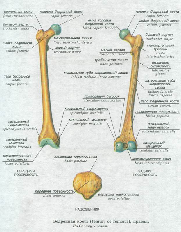 Приводящие латынь. Бедренная кость строение на латинском. Строение бедренной кости анатомия на латыни. Малый вертел бедренной кости анатомия. Бедренная кость анатомия строение.
