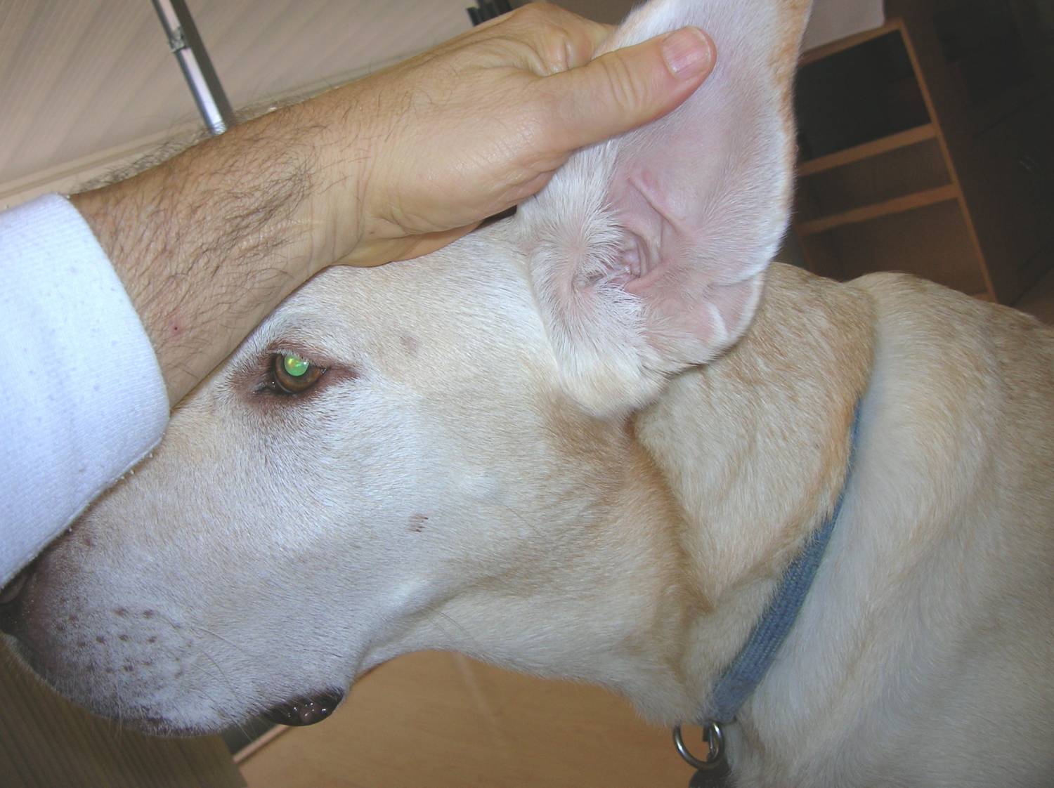 Собака плохо слышит. Купированный лабрадор. Отодектоза (ушной чесотки) у собак. Отодектоз (ушная чесотка).