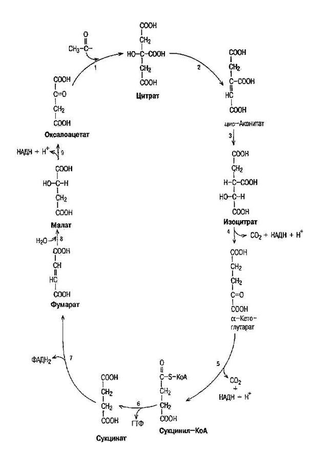 Суммарная реакция цикла трикарбоновых кислот. Конечные продукты цикла трикарбоновых кислот. Малат оксалоацетат цитрат. Суммарное уравнение ЦТК. ЦТК лопатки.